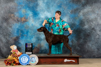 German Shorthaired Pointer #17 Sun WD Judge Sid Marx