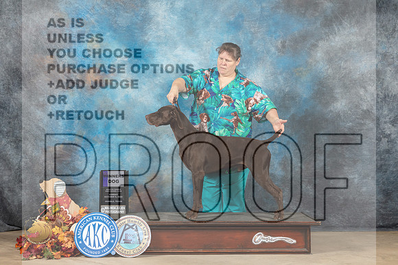 German Shorthaired Pointer #17 Sun WD Judge Sid Marx_MJ_8838_Humble_2022_HR3