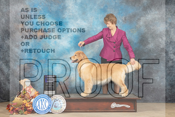 Golden Retriever #16 Sun WB Judge Sid Max_MJ_8986_Humble_2022_HR3