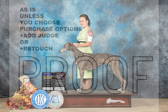 Greyhound #6 Sun BOBOHBOBM Judge Denise Flaim_MJ_8953_Humble_2022_HR3