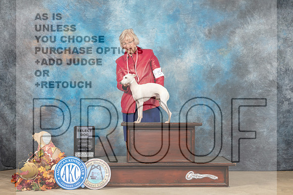 Italian Greyhound #5 Sun SD Judge Cindy Meyer_MJ_8926_Humble_2022_HR3