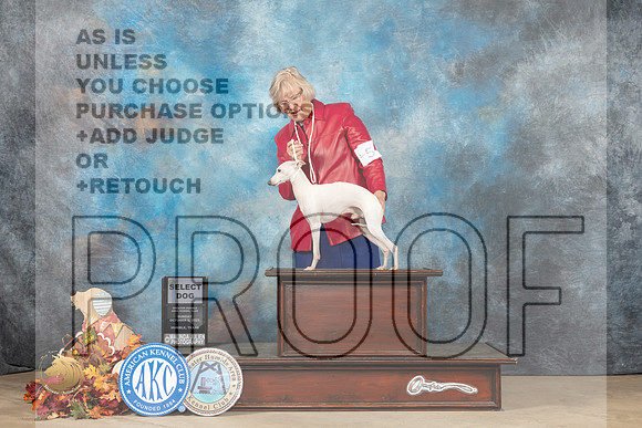 Italian Greyhound #5 Sun SD Judge Cindy Meyer_MJ_8921_Humble_2022_HR3