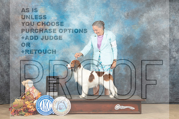 Nederlandse Kooikerhondje #5 Sun G3 Judge Kathleen Carter_MJ_9302_Humble_2022_HR3