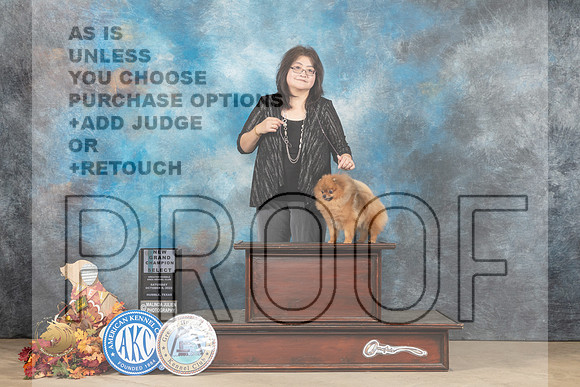Pomeranian #21 Sat SDGCH Judge Azalea Alvarez r_MJ_9185_Humble_2022_HR3