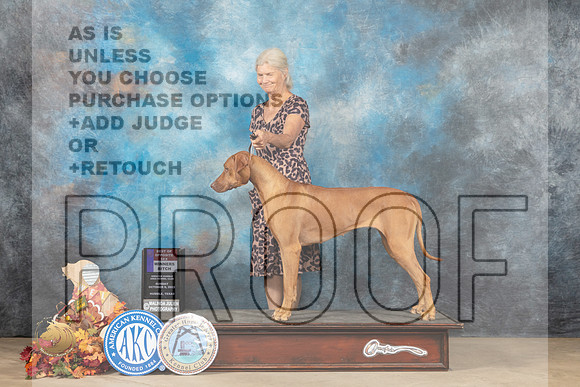 Rhodesian Ridgeback #16 Sun BOSWB Judge Denise Flaim_MJ_9059_Humble_2022_HR3