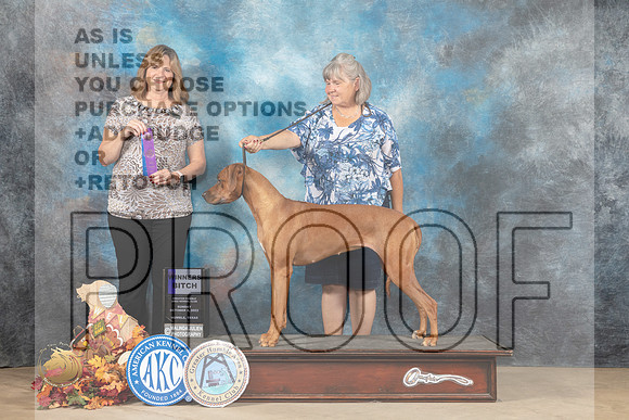 Rhodesian Ridgeback #8 Sat WB Judge Danelle Brown_MJ_9350_Humble_2022_HR3
