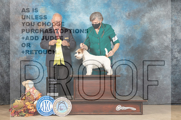Russell Terrier #5 Sun G3 Judge Sid Marx_MJ_9419_Humble_2022_HR3