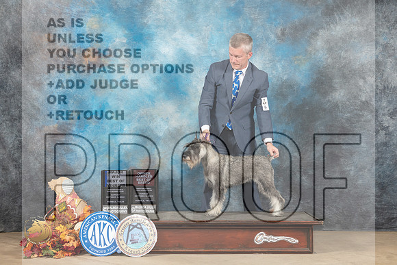 Standard Schnauzer #8 Sun BOWOHBOB Judge Brian Meyer_MJ_9411_Humble_2022_HR3