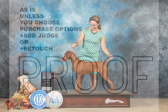 Vizsla #16 Sun BOSWBM Judge Sid Marx_MJ_9200_Humble_2022_HR3