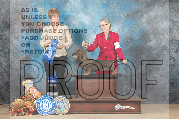Wirehaired Dachshund #6 Sun G1 Judge Denise Flaim_MJ_9269_Humble_2022_HR3