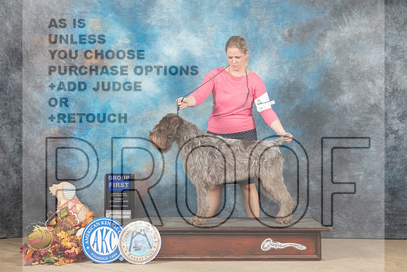 Wirehaired Pointing Griffon #7 Sun G1 Judge Kathleen Carter_MJ_9305_Humble_2022_HR3