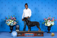Rottweiler #16 SUN RWB Judge Ronald Freeman