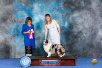 Shetland Sheepdog #32 WED WB BOS Judge Sheryl Kendrick