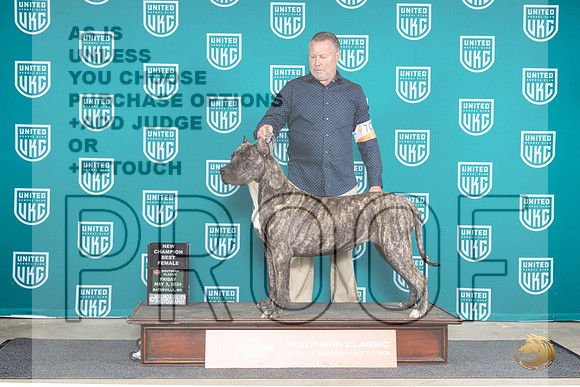 Presa Canario #709 Fri BFCH JUdge Valerie Piltz__JP_6283_BatesvilleMS_2024_HR3