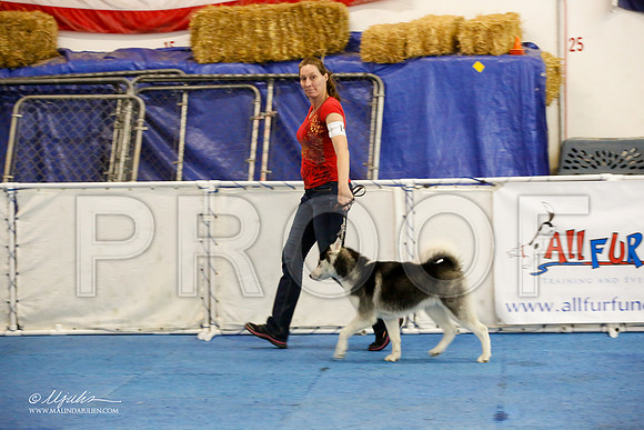 _M3_9418-AddisonHuskyMar2015-HR3