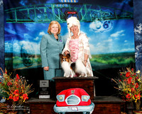 #331 Wed Over 60 Handler  Cynthia Springer
