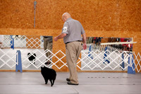 Schipperke 12-18 Puppy Dog Sweeps Sat S2 Ring