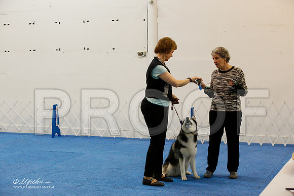 _M3_8050-AddisonHuskyMar2015-HR3