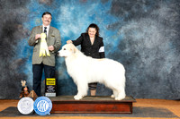 Great Pyrenees #6 Sun G3 Judge Jim Fehring
