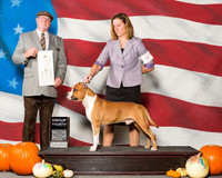 American Staffordshire Terriers #9 Sun G4 Martz Brenda L Heidi Burton Agent Gerry L Thornton Judge Mr R C Williams