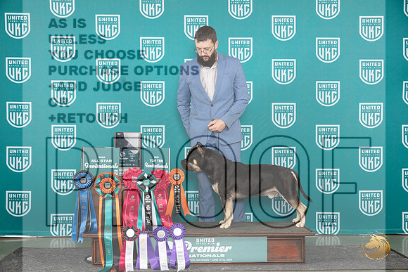 American Bully #825 Sun card__JP_3330_Premier_2024_HR3