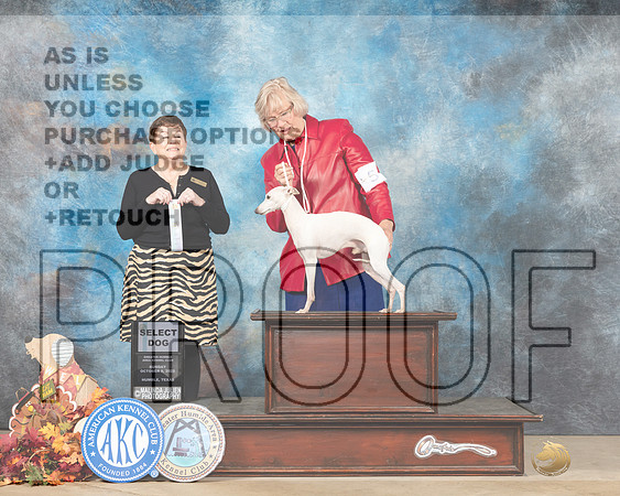 Italian Greyhound #5 Sun SD Judge Cindy Meyer-_MJ_8920e_Humble_2022-HR3