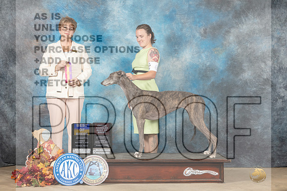 Greyhound #6 Sun BOBOHBOBM Judge Denise Flaim-_MJ_8955e_Humble_2022-HR3