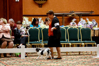 9 to 12 Dogs Thurs