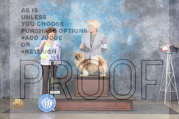 Tibetan Spaniel #5 Fri OHRBIS Judge Pat Trotter__JP_5643_Amarillo_2024_HR3