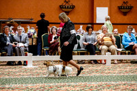 Open Dogs Drop Thurs Ring