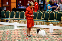 Vet Dogs 10+ Thurs Rings