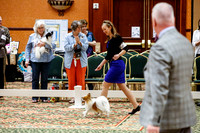 Vet Dogs 7 to 10 Thurs Rings