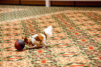 Soccer Dog