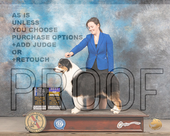 Australian Shepherd #5 Sun BOBBOWWD Judge Linda ClarkMMJ_5566_Mdlnd2022_HR3