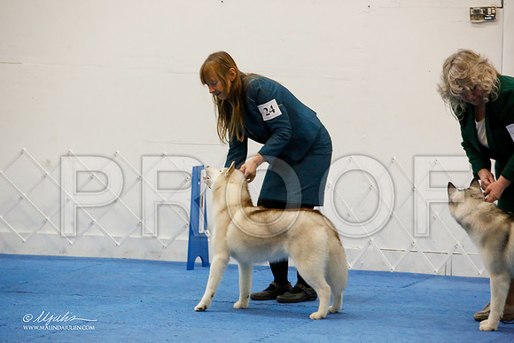 _M3_0999-AddisonHuskyMar2015-HR3