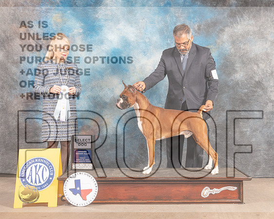 Boxer #11 Fri SD Judge Vicky Seller Cushman-MMJ_7136-FW2022-HR3