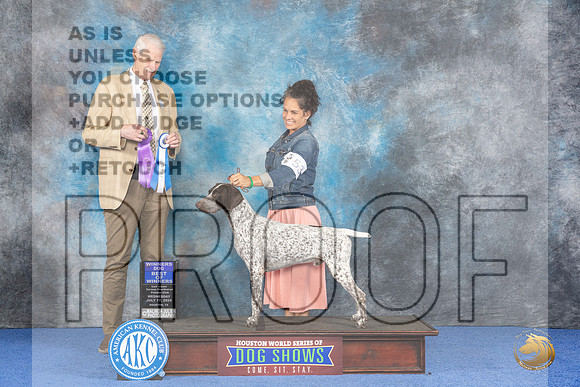 German Shorthaired Pointer #53 Wed BOW Judge Jon Cole__JP_7506_Houston_2024_HR3