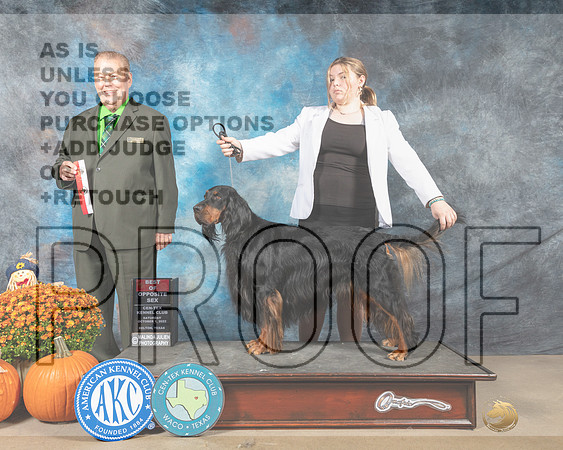 Gordon Setter  #5 Sun BOS Judge Del Richards r-_MJ_6650e_Belton_2022-HR3