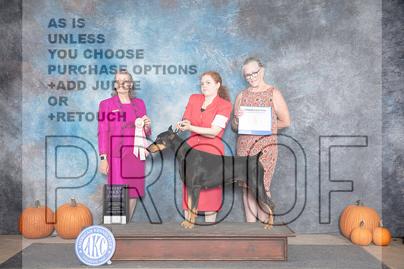 Doberman Pinscher #J500 RBJr Judge Leonore Abordo__JP_8744_Humble_2024_HR3