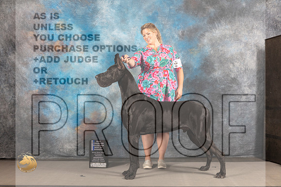 Great Dane #17 WED BOW NCH Major Judge Garry Newton_MJ_2792_Houston_2022_HR3