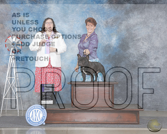 French Bulldog #7 Thurs WD Judge Sherry Patton rFrench Bulldog #7 Thurs WD Judge Sherry Patton r_WP_0016e-Amarillo 2025-HR3