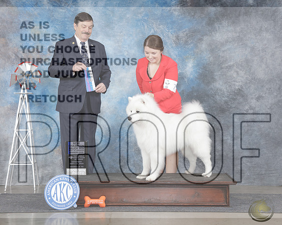 Samoyed #7 Sat WD BOW M NCH Judge James FehringSamoyed #7 Sat WD BOW M NCH Judge James Fehring_WP_9736e-Amarillo 2025-HR3