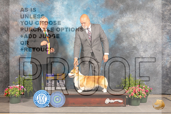 Pembroke Welsh Corgi #12 Fri BOB Judge John Booth_MJ_0048_SA_2022_HR3