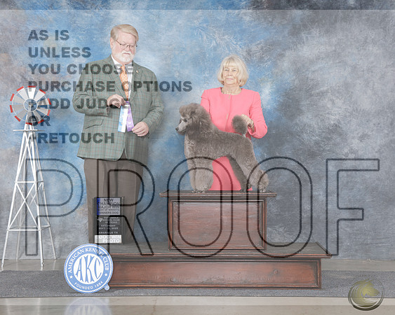 Poodle Miniature #11 Sat WD BOW M NCH Judge Harold Tatro_WP_9818-Amarillo 2025-HR3