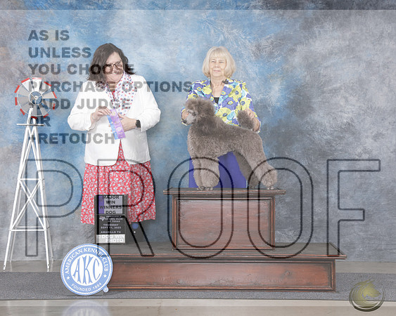 Poodle Miniature #5 Thurs WD M Judge Sherry Patton _WP_8975-Amarillo 2025-HR3