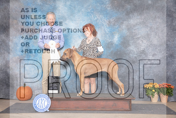 Rhodesian Ridgeback #6 OHG4 Fri Judge Doug Broadfoot__JP_8287_Humble_2024_HR3