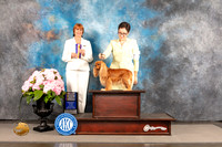 Cavalier King Charles Spaniel #18 Sat BOBBOW Judge Linda Hurlebaus