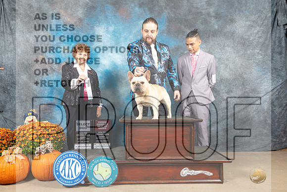 French Bulldog #11 Sun SD Judge Donnelle Richards-_MJ_6352_Belton2022-HR3