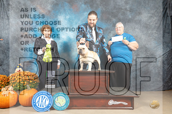 French Bulldog #11 sun OHRBIS Judge Donnell Richards-_MJ_6937_Belton2022-HR3