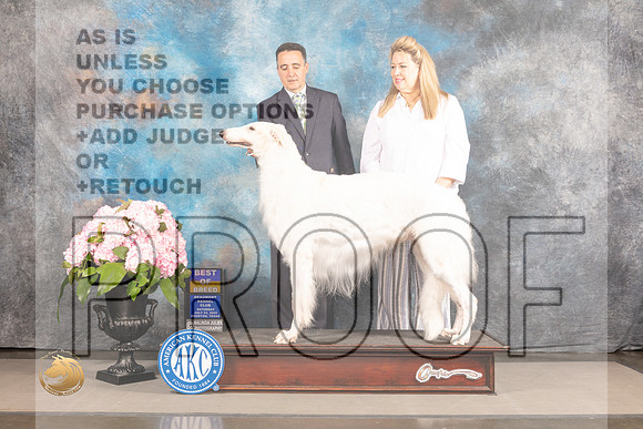 Borzoi #9 Sat BOB Judge Polly Smith_MJ_7169_Houston_2022_HR3